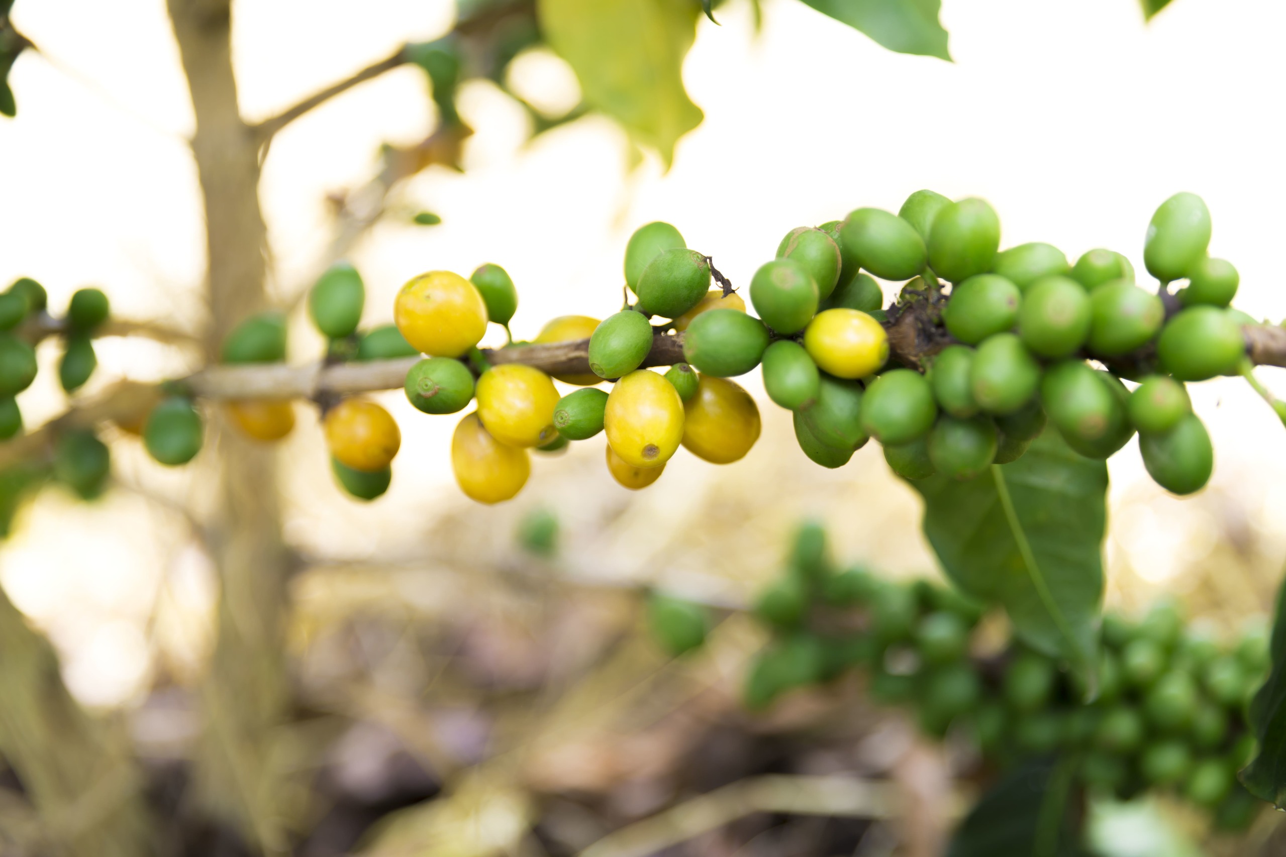 Plantation de café