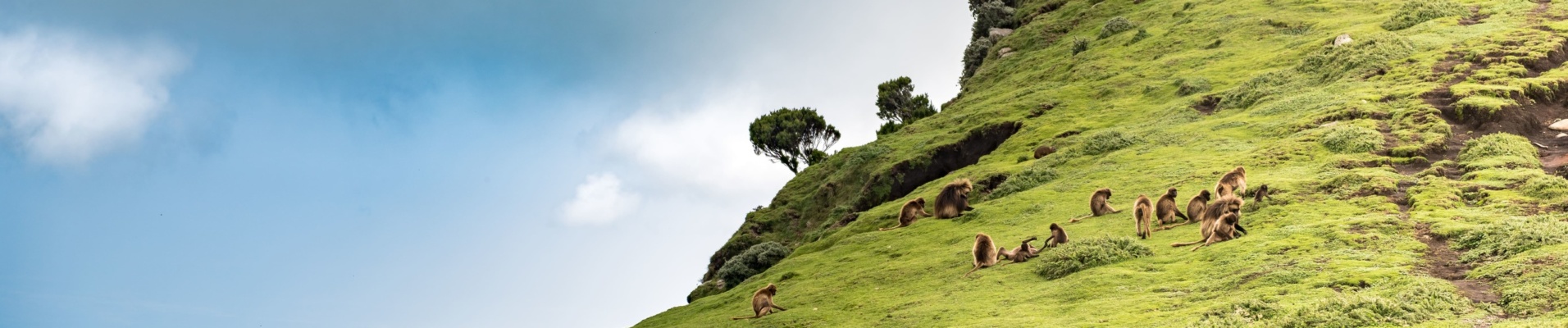 Babouins dans les montagnes du Simien en Ethiopie