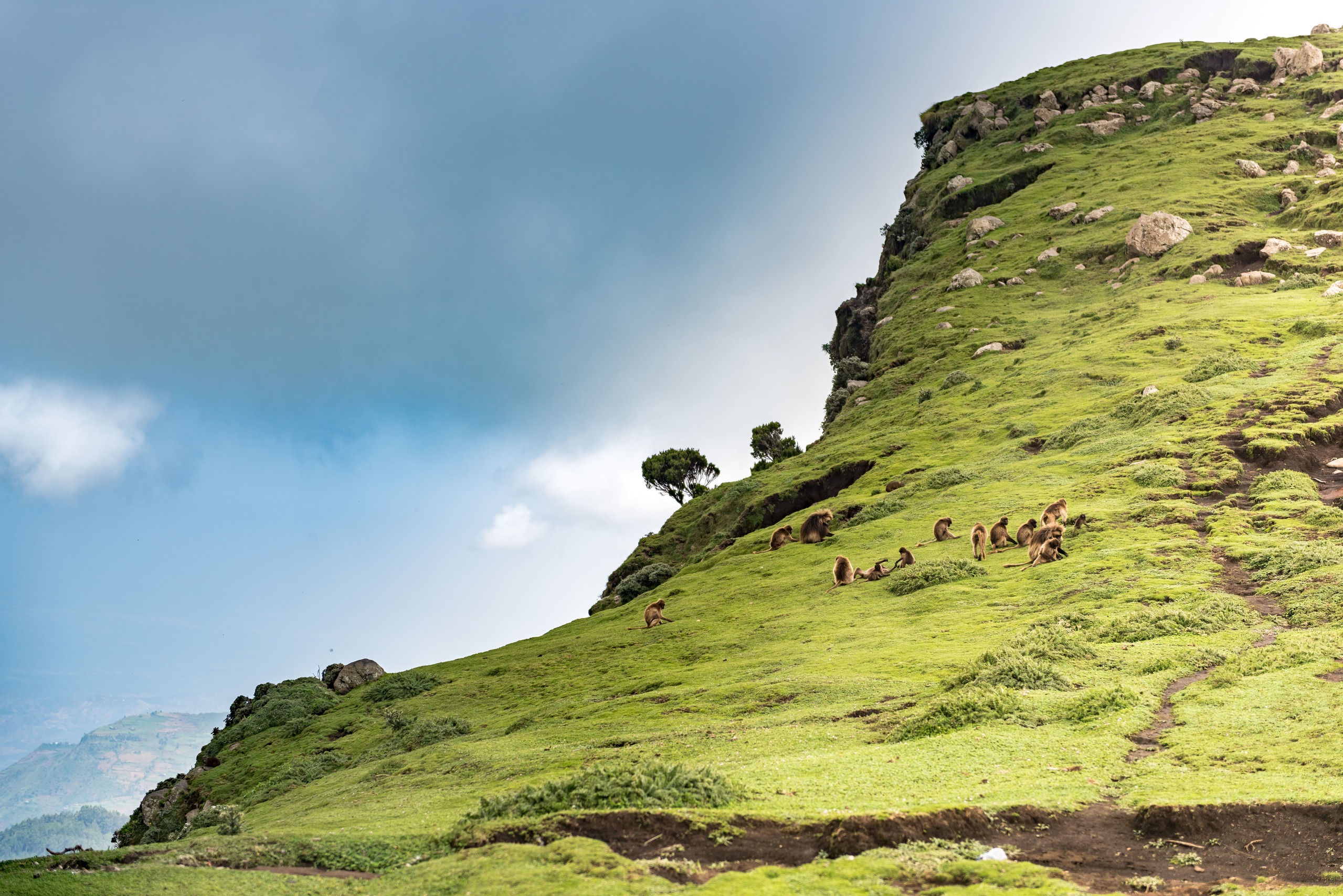 Babouins dans les montagnes du Simien en Ethiopie