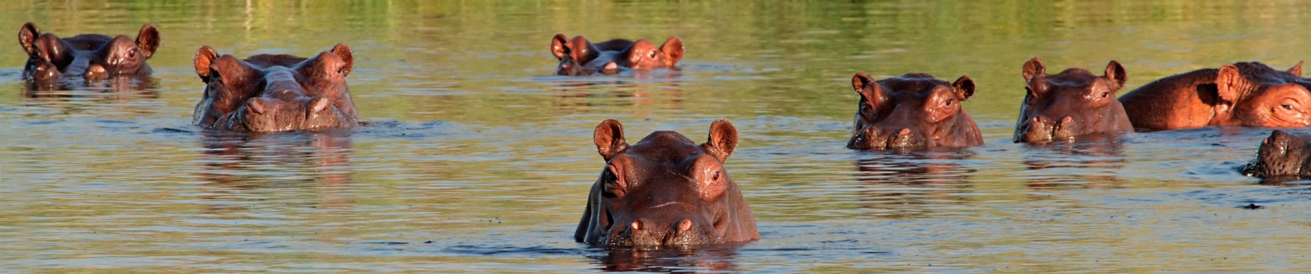 Hippopotames
