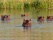 Hippopotames
